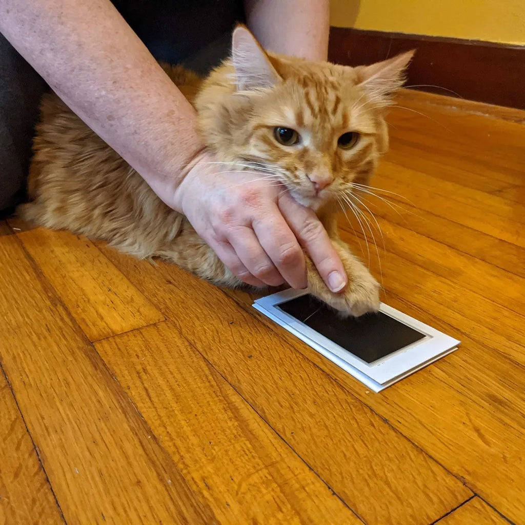 Paw Print Ink Pad Keepsake Kit — Capture Your Pet's Paw Forever